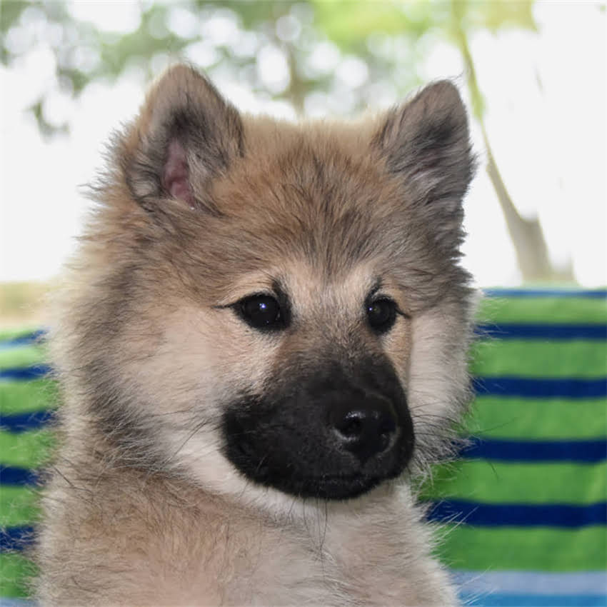 图片 博美犬vs萨摩耶：谁才是最适合家庭的毛孩子？全攻略1.jpg