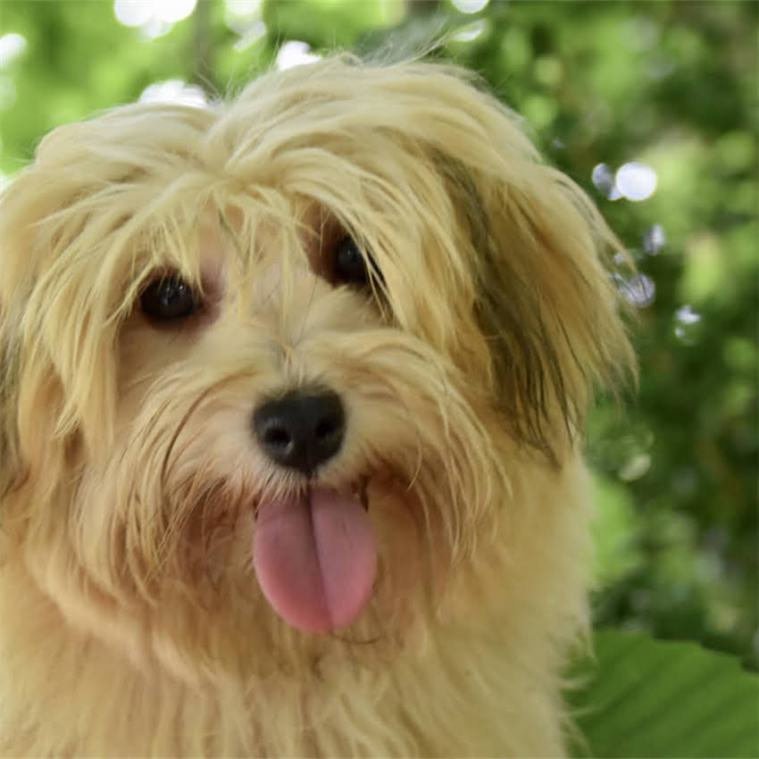 图片 博美犬不爱运动怎么办？5大原因及科学养护指南（附训练技巧）.jpg