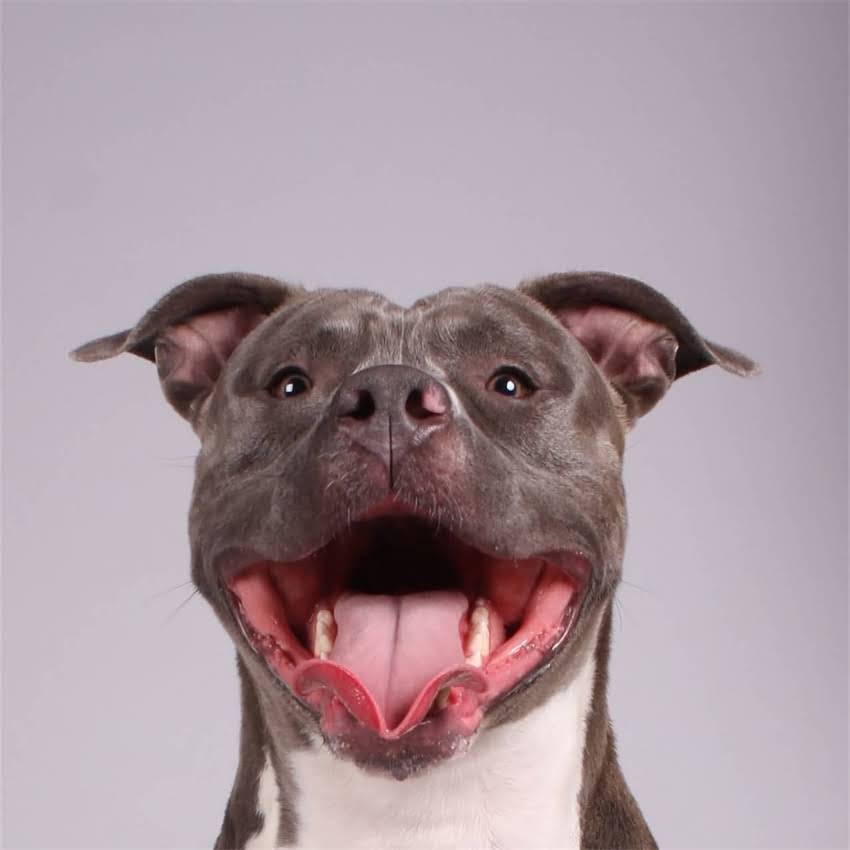 图片 博美犬不爱运动怎么办？5大原因及科学养护指南（附训练技巧）2.jpg