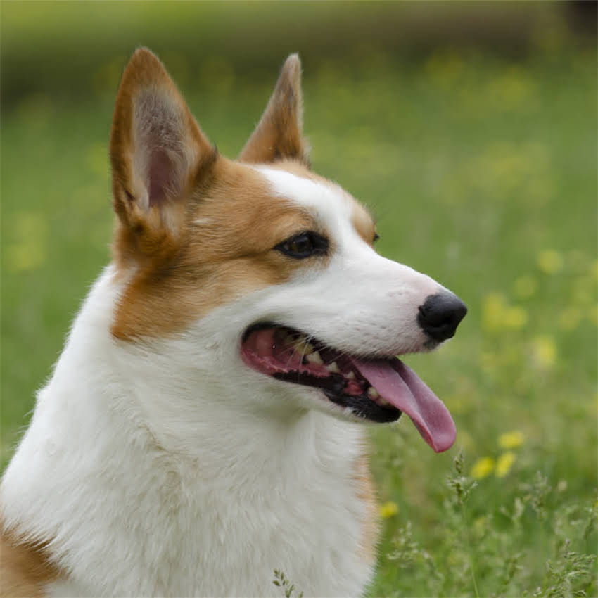 图片 博美犬体型全：成年犬能长多高多长？附科学饲养与体型管理指南.jpg