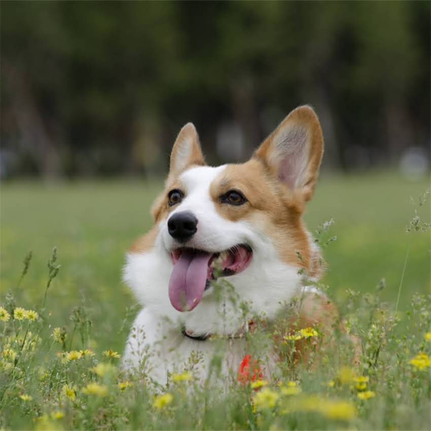 图片 博美犬体型全：成年犬能长多高多长？附科学饲养与体型管理指南2.jpg