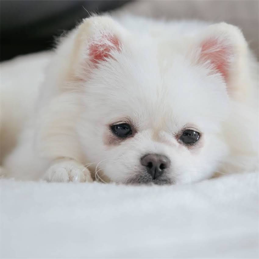 图片 博美犬全身皮肤发红怎么办？专业护理指南与疾病1.jpg