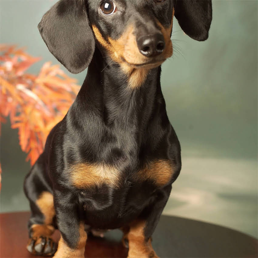 图片 博美犬全：6大经典品种及饲养指南（附健康养护秘籍）.jpg