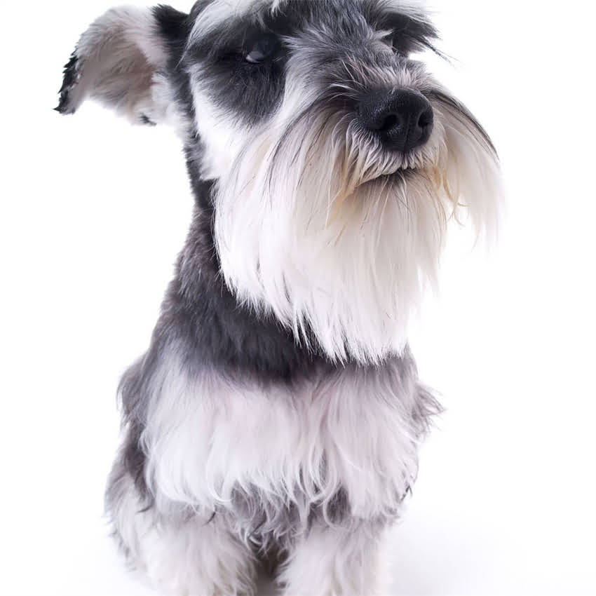 图片 博美犬全：6大经典品种及饲养指南（附健康养护秘籍）1.jpg