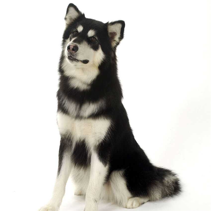 图片 博美犬全：6大经典品种及饲养指南（附健康养护秘籍）2.jpg