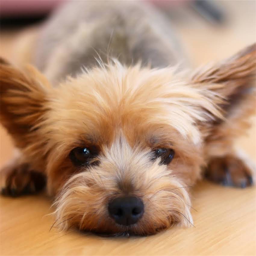 图片 博美犬可以吃肉吗？科学喂养指南与注意事项全.jpg