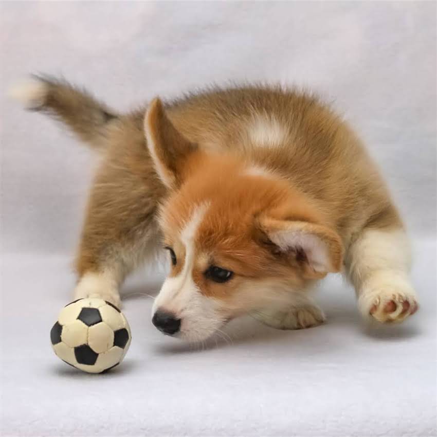 图片 博美犬可以吃肉吗？科学喂养指南与注意事项全1.jpg