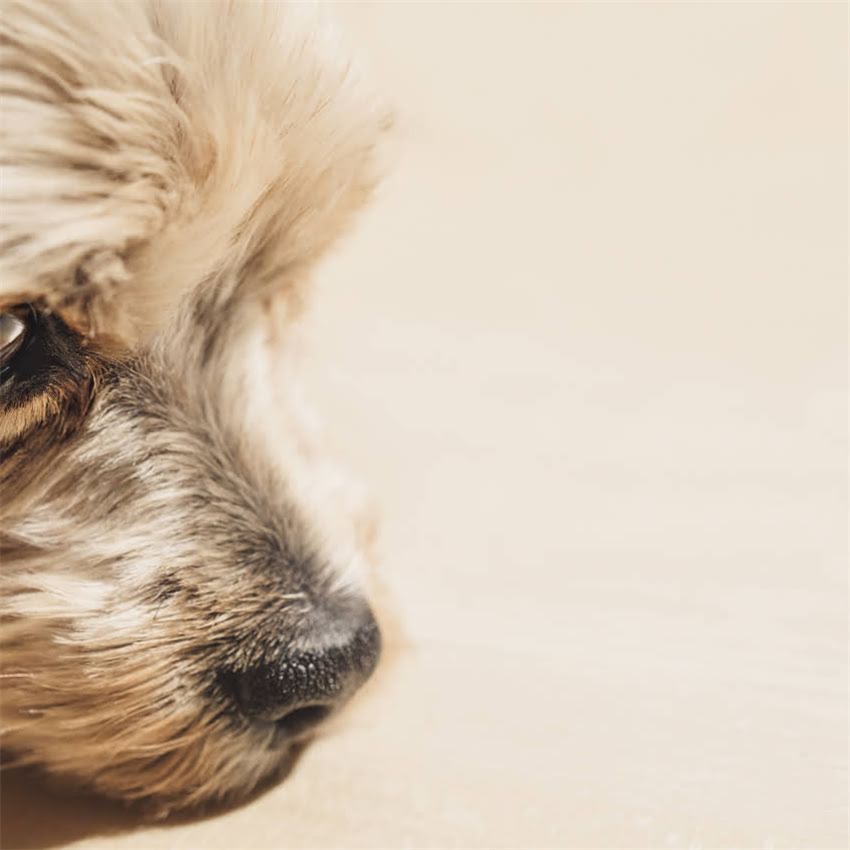 图片 博美犬可以吃肉吗？科学喂养指南与注意事项全2.jpg