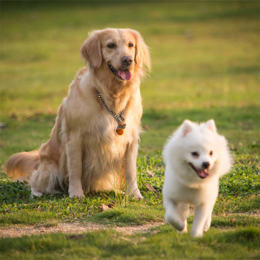 图片 博美犬后腿过长怎么办？这5个方法助你纠正姿势.jpg