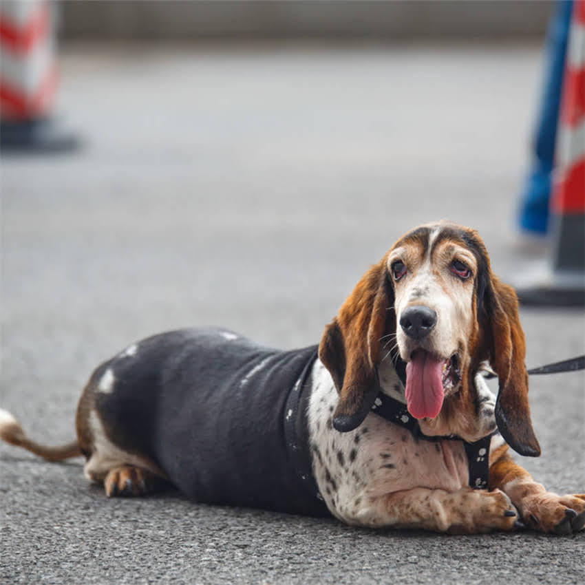 图片 博美犬呼吸急促怎么办？老年犬呼吸困难的原因与应急处理指南.jpg