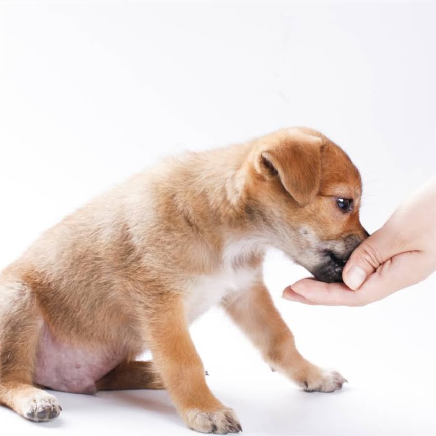 图片 博美犬品种全：5大特征鉴别短嘴博美与普通博美犬1.jpg