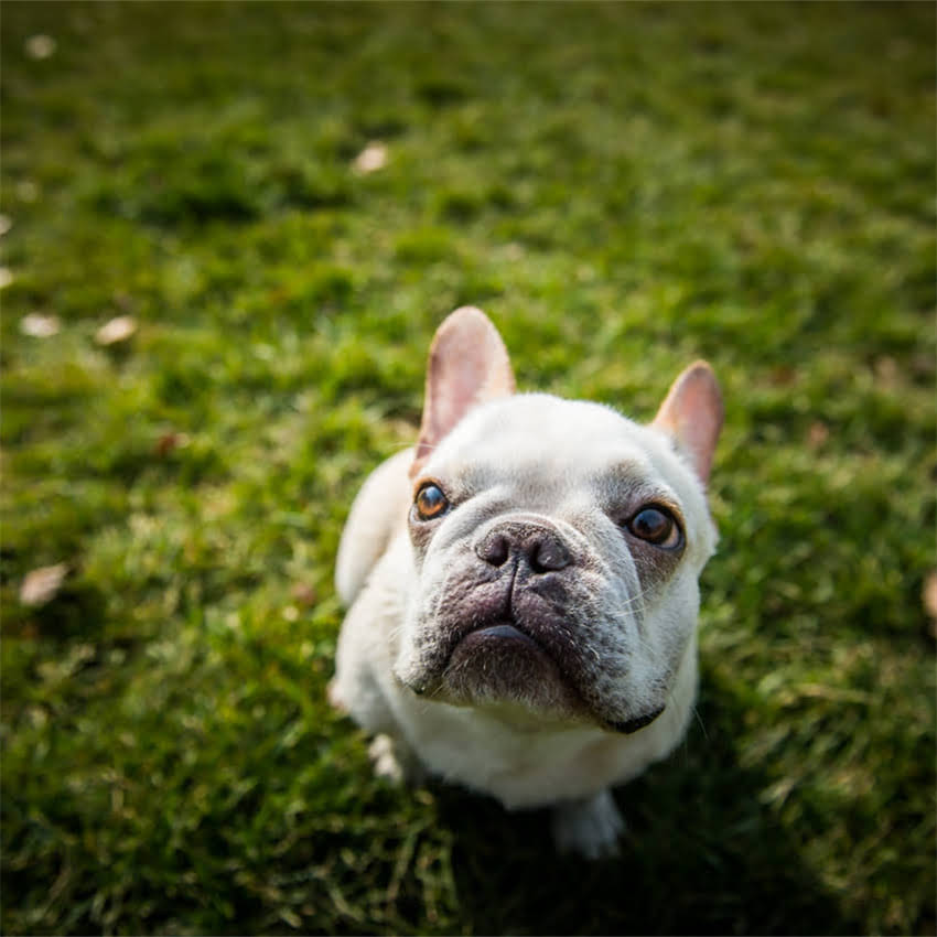 图片 博美犬喂养全攻略：幼犬期、饮食、毛发护理与常见健康问题解决方案.jpg