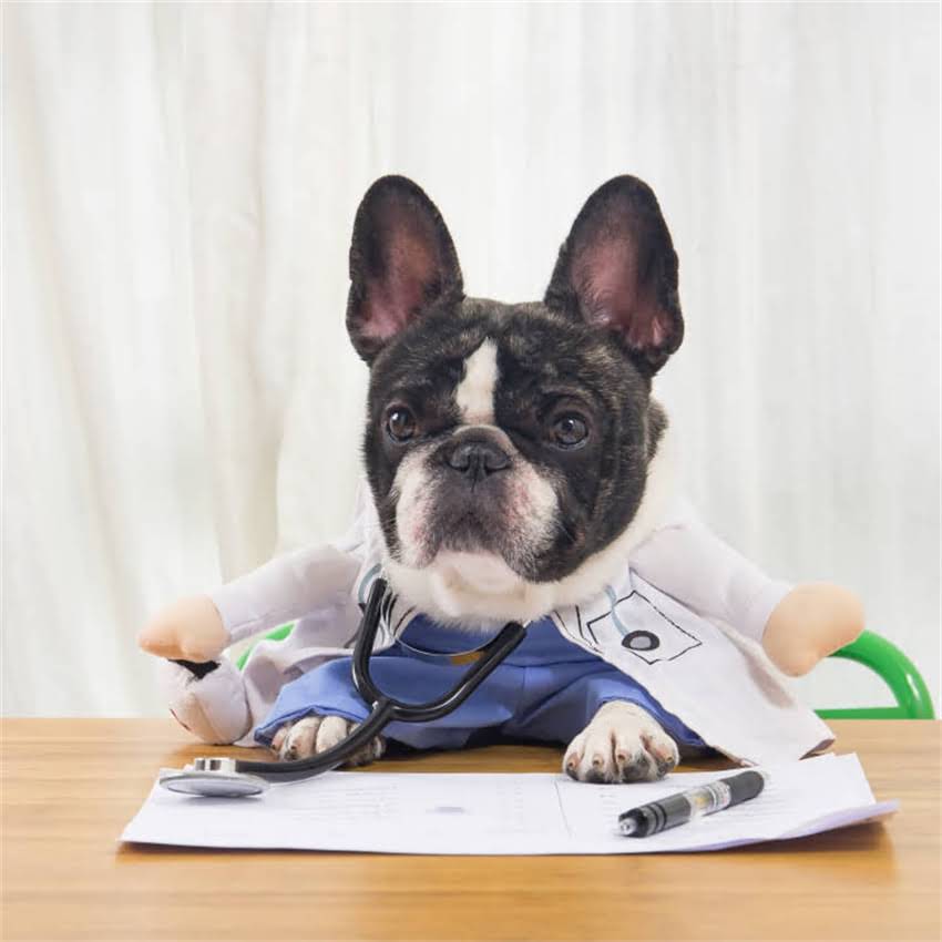 图片 博美犬喂养全攻略：幼犬期、饮食、毛发护理与常见健康问题解决方案1.jpg