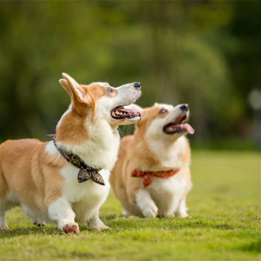 图片 博美犬喂养全攻略：幼犬期、饮食、毛发护理与常见健康问题解决方案2.jpg