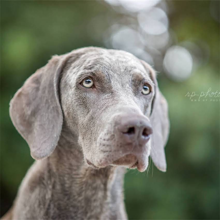图片 博美犬幼犬疫苗接种全指南：最佳打针时间表与注意事项（附疫苗类型）.jpg