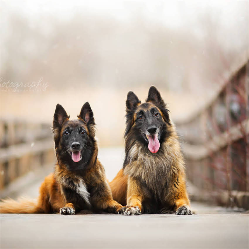 图片 博美犬幼犬疫苗接种全指南：最佳打针时间表与注意事项（附疫苗类型）1.jpg
