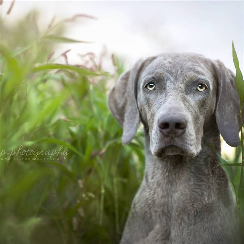 图片 博美犬拉肚子不进食怎么办？资深兽医详解症状与家庭护理指南2.jpg