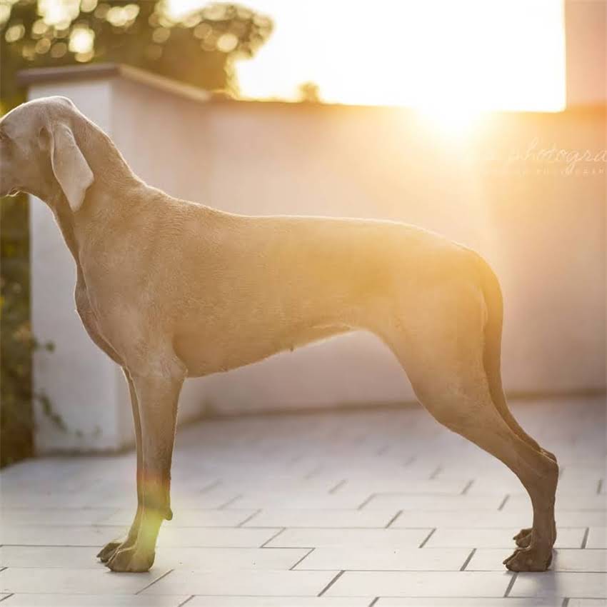 图片 博美犬换毛期时间表及科学护理指南（附症状处理技巧）.jpg