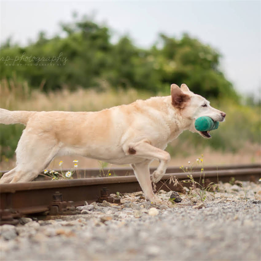 图片 博美犬换毛期时间表及科学护理指南（附症状处理技巧）2.jpg