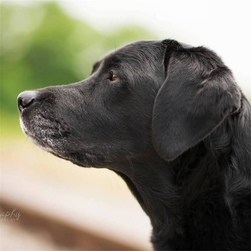 图片 博美犬最佳狗窝选择指南：5种类型+选购技巧，附品牌推荐.jpg