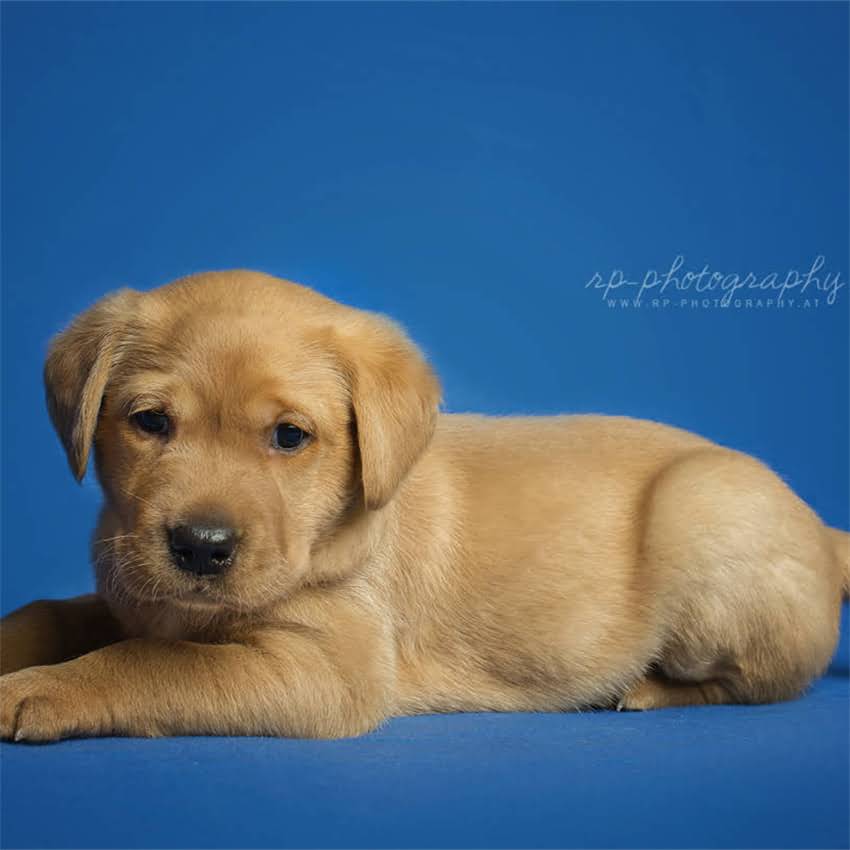 图片 博美犬最佳狗窝选择指南：5种类型+选购技巧，附品牌推荐1.jpg