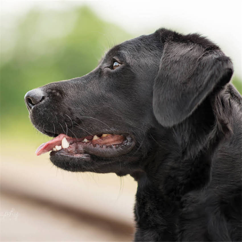 图片 博美犬最佳狗窝选择指南：5种类型+选购技巧，附品牌推荐2.jpg