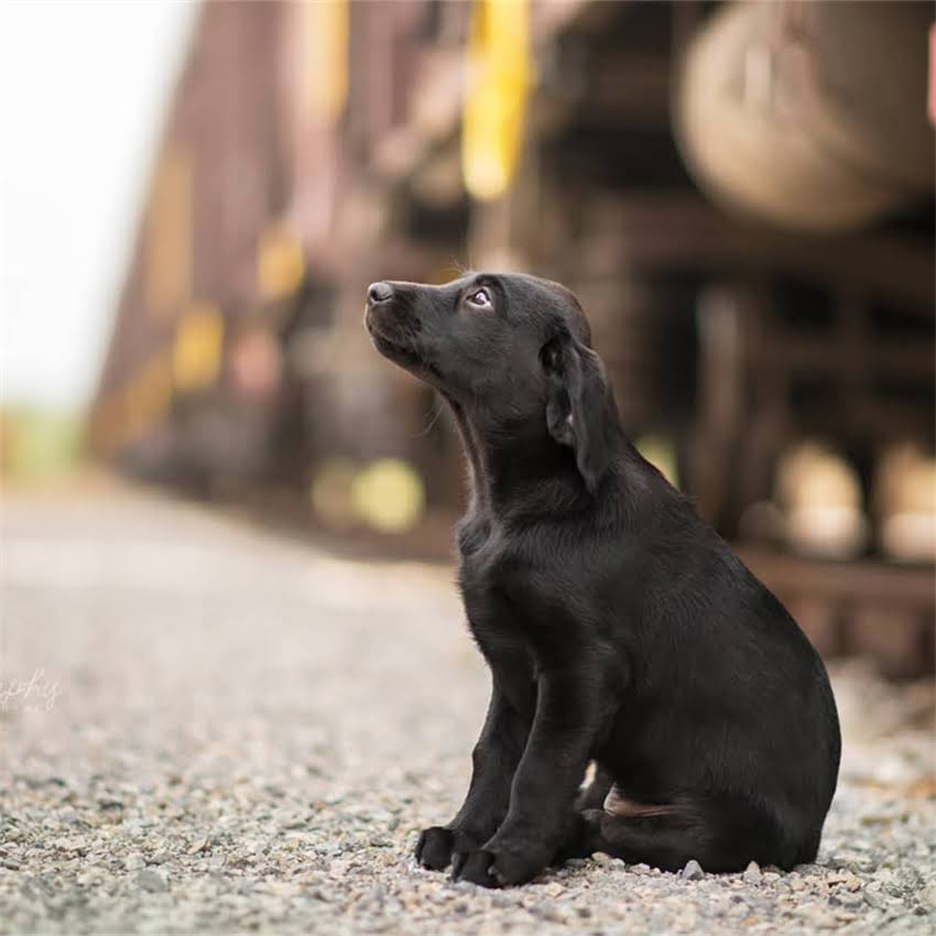 图片 博美犬毛发难打理？5大秘诀让你轻松应对换毛期与日常护理.jpg