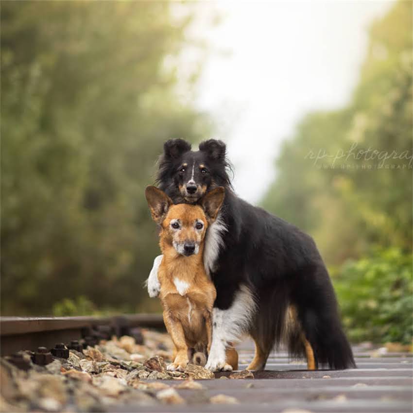 图片 博美犬毛发难打理？5大秘诀让你轻松应对换毛期与日常护理1.jpg