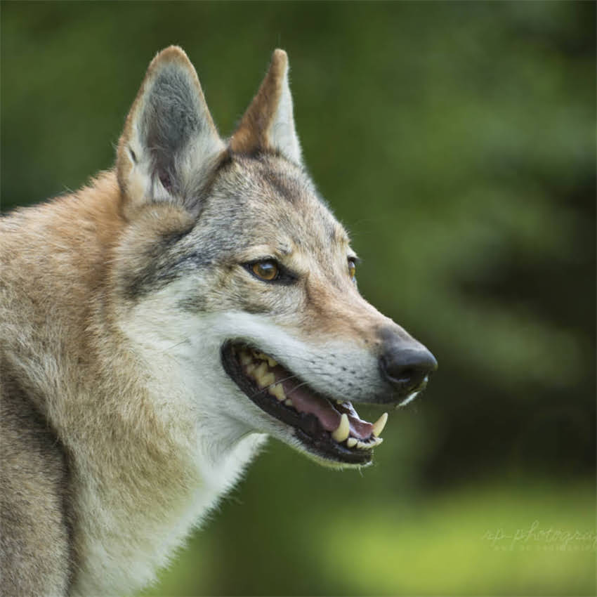 图片 博美犬毛色选择指南：棕色vs白色优缺点全（附饲养建议）1.jpg