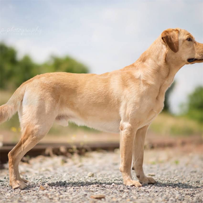 图片 博美犬泡软狗粮不吃怎么办？5个有效方法解决拒食难题（附泡粮教程）1.jpg