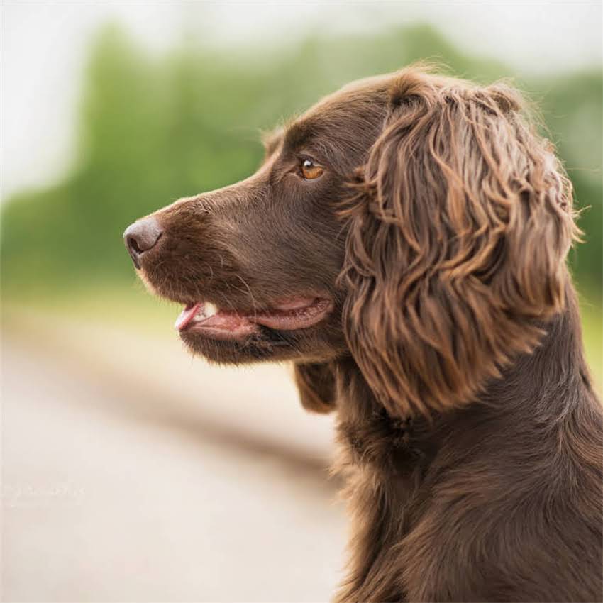 图片 博美犬泡软狗粮不吃怎么办？5个有效方法解决拒食难题（附泡粮教程）2.jpg