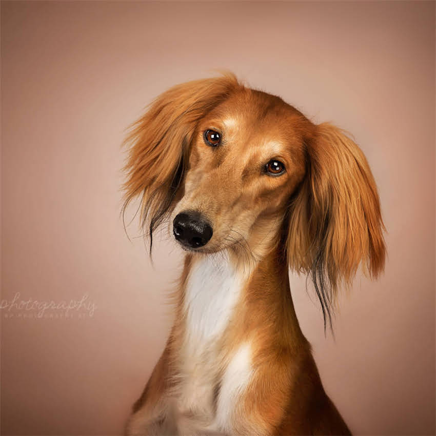 图片 博美犬牙齿修复全指南：隐形假牙安装技术与术后护理要点1.jpg