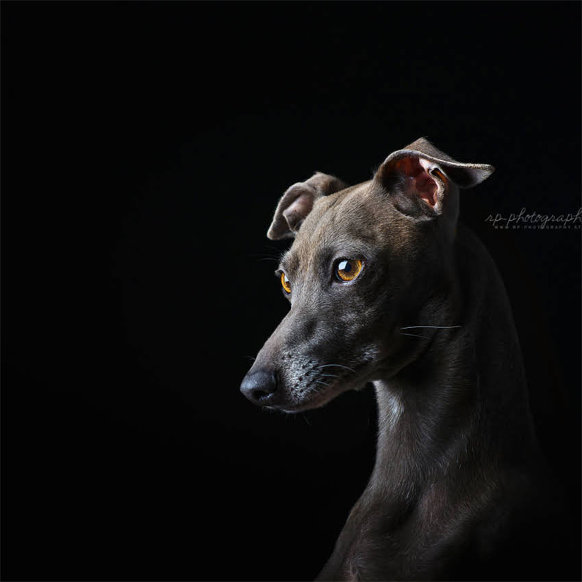 图片 博美犬球虫感染症状识别与科学应对指南.jpg