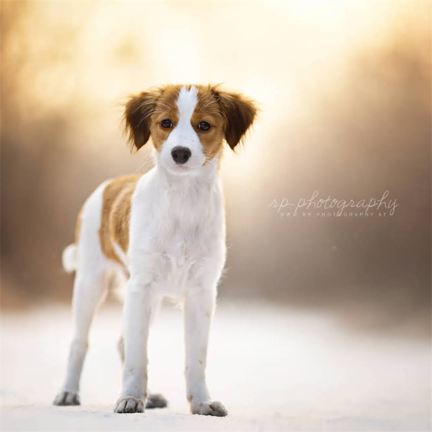 图片 博美犬球虫感染症状识别与科学应对指南1.jpg