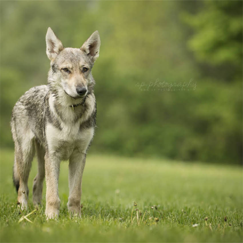 图片 博美犬球虫感染症状识别与科学应对指南2.jpg