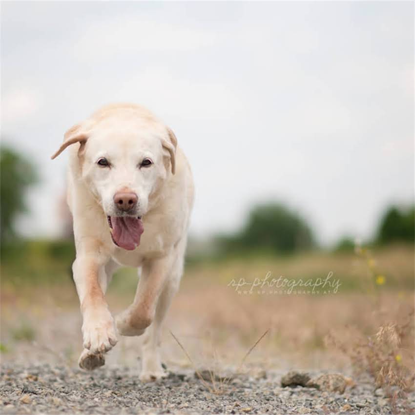图片 博美犬疫苗的5大必要性：科学养宠必读的免疫指南.jpg