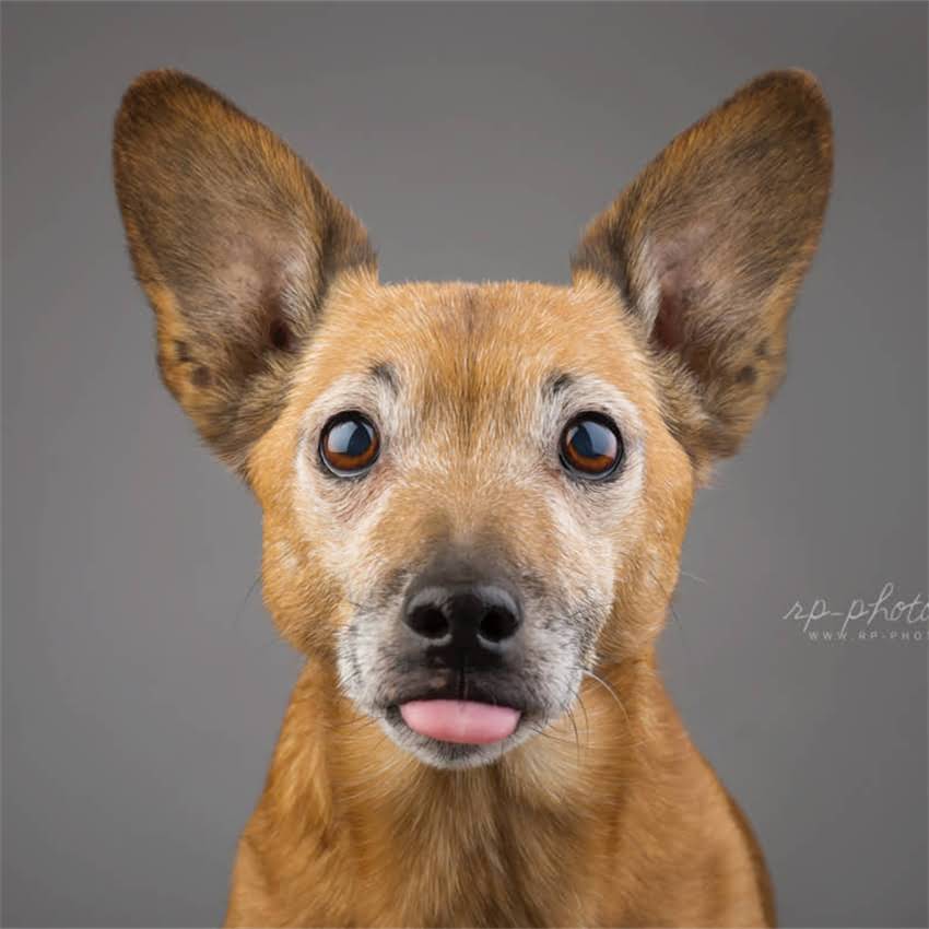 图片 博美犬疫苗的5大必要性：科学养宠必读的免疫指南1.jpg