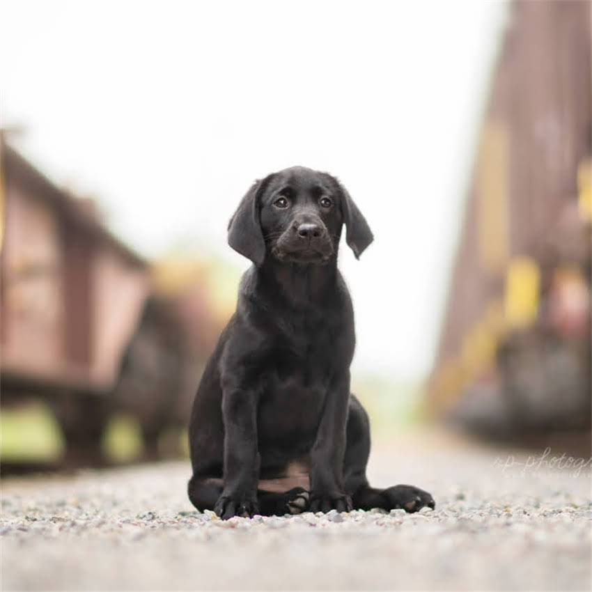 图片 博美犬疯狂啃咬尾巴的罪魁祸首是什么？专业兽医5大诱因及解决方法1.jpg