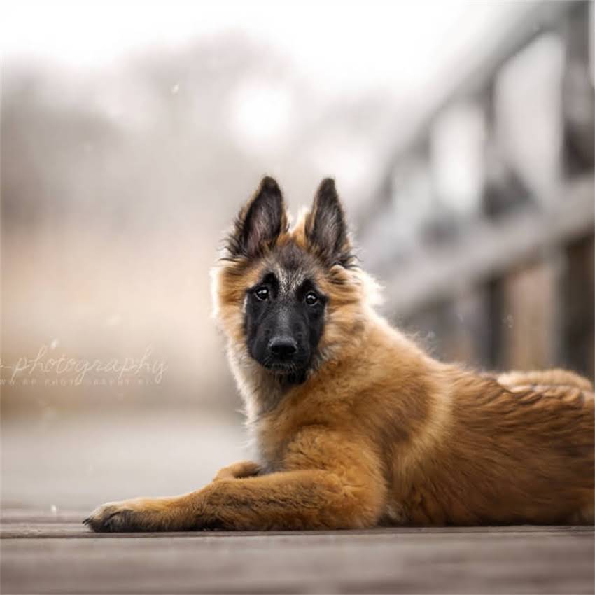 图片 博美犬疯狂啃咬尾巴的罪魁祸首是什么？专业兽医5大诱因及解决方法2.jpg