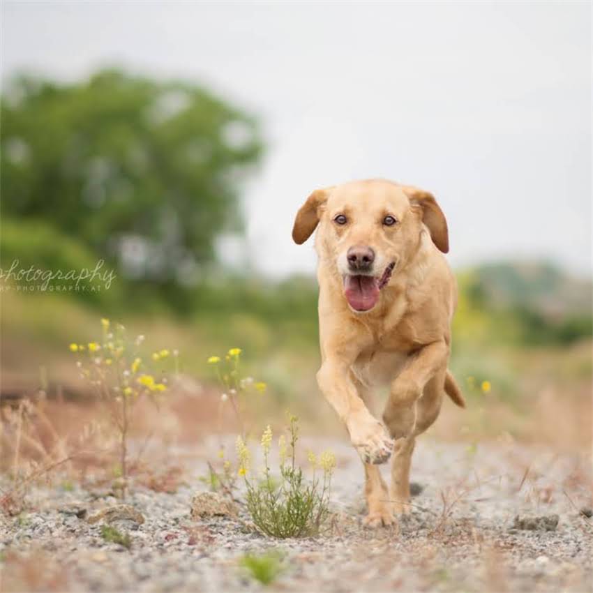图片 博美犬的起源与品种全：这个毛茸茸小可爱的真实国籍与养护指南1.jpg