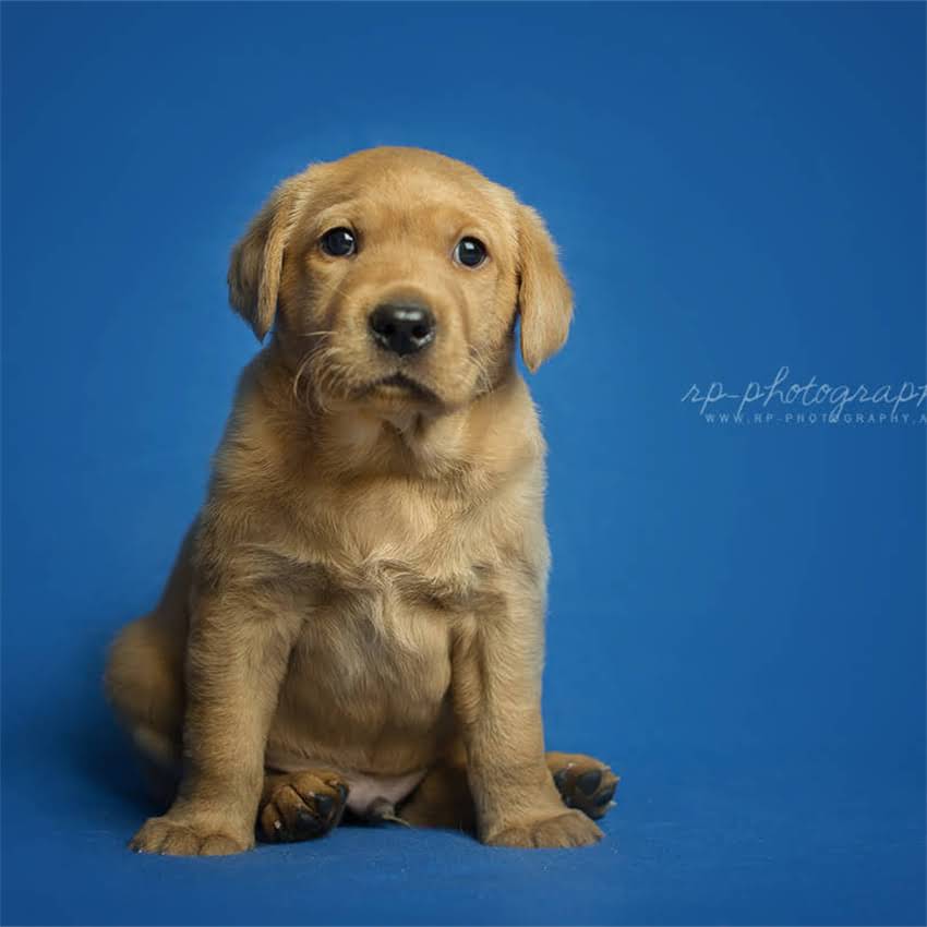 图片 博美犬的起源与品种全：这个毛茸茸小可爱的真实国籍与养护指南2.jpg