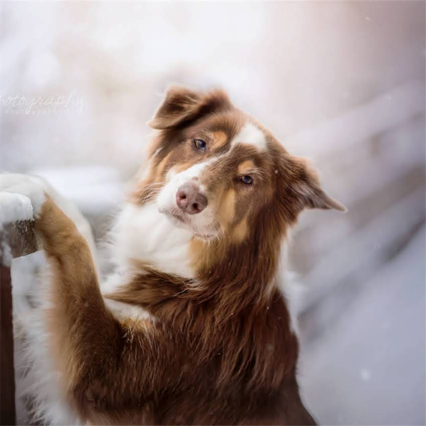 图片 博美犬皮肤变黑怎么办？全面5大原因及解决方法1.jpg