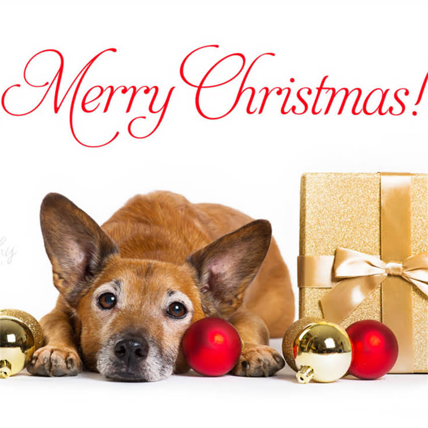 图片 博美犬皮肤变黑怎么办？全面5大原因及解决方法2.jpg