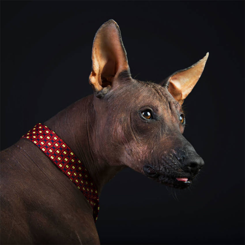 图片 博美犬眼周脱毛全：原因、处理方法及日常预防措施.jpg