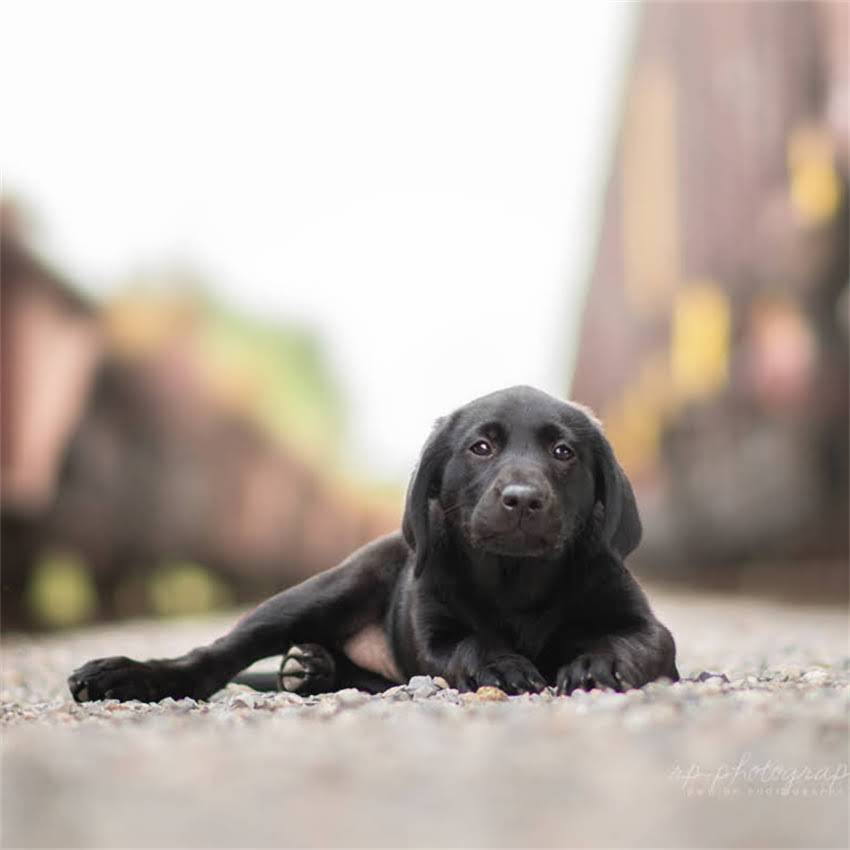 图片 博美犬眼周脱毛全：原因、处理方法及日常预防措施2.jpg