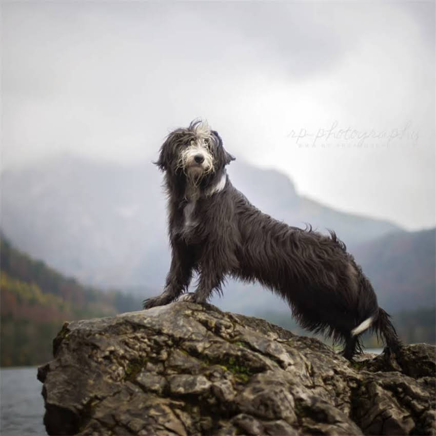 图片 博美犬眼睛肿流泪的紧急处理与科学养护指南2.jpg