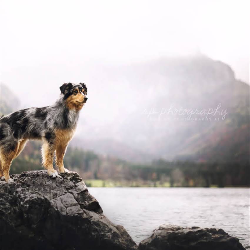 图片 博美犬睡觉喷水现象的普遍性与特征.jpg