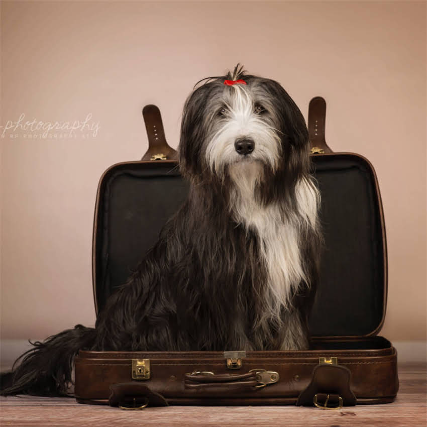 图片 博美犬睡觉喷水现象的普遍性与特征2.jpg