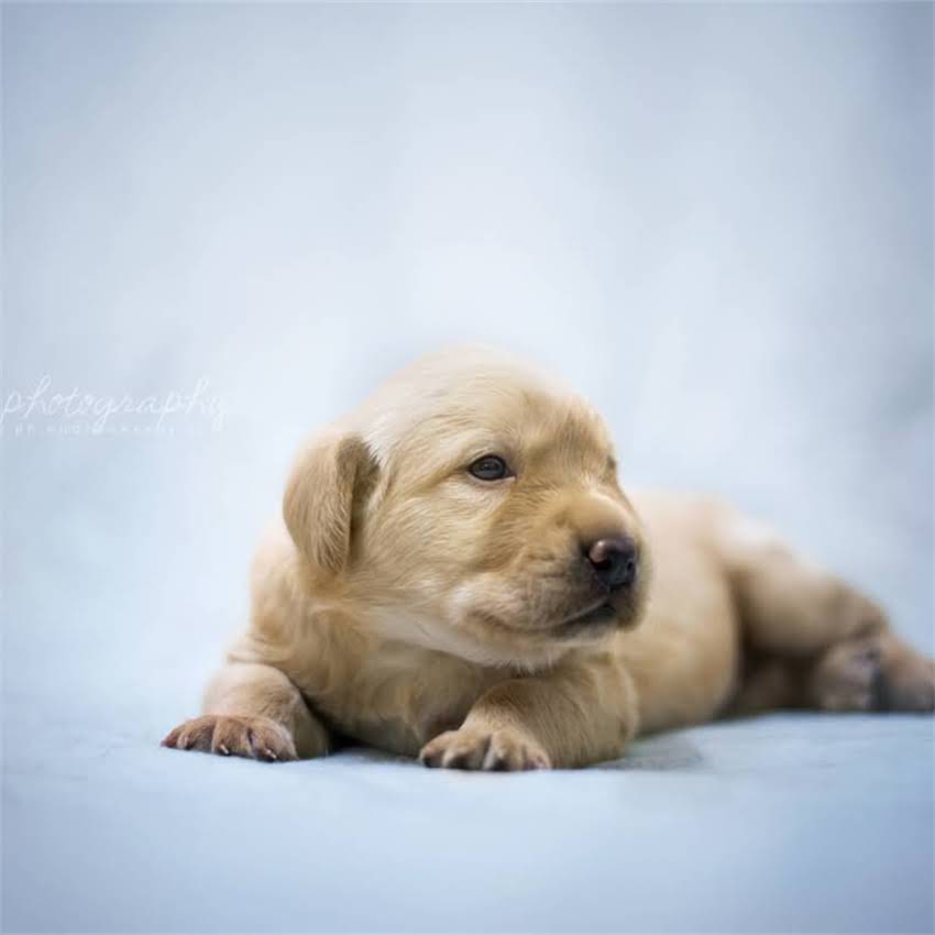 图片 博美犬睡觉时频繁摇头抽搐的潜在原因及科学应对指南.jpg