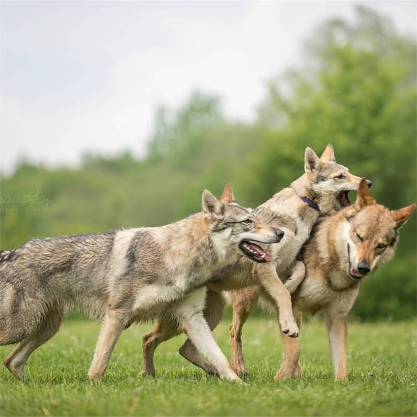 图片 博美犬纯种标准：如何辨别正宗品种及饲养要点.jpg